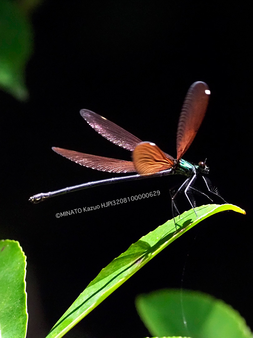 リュウキュウハグロトンボ雌