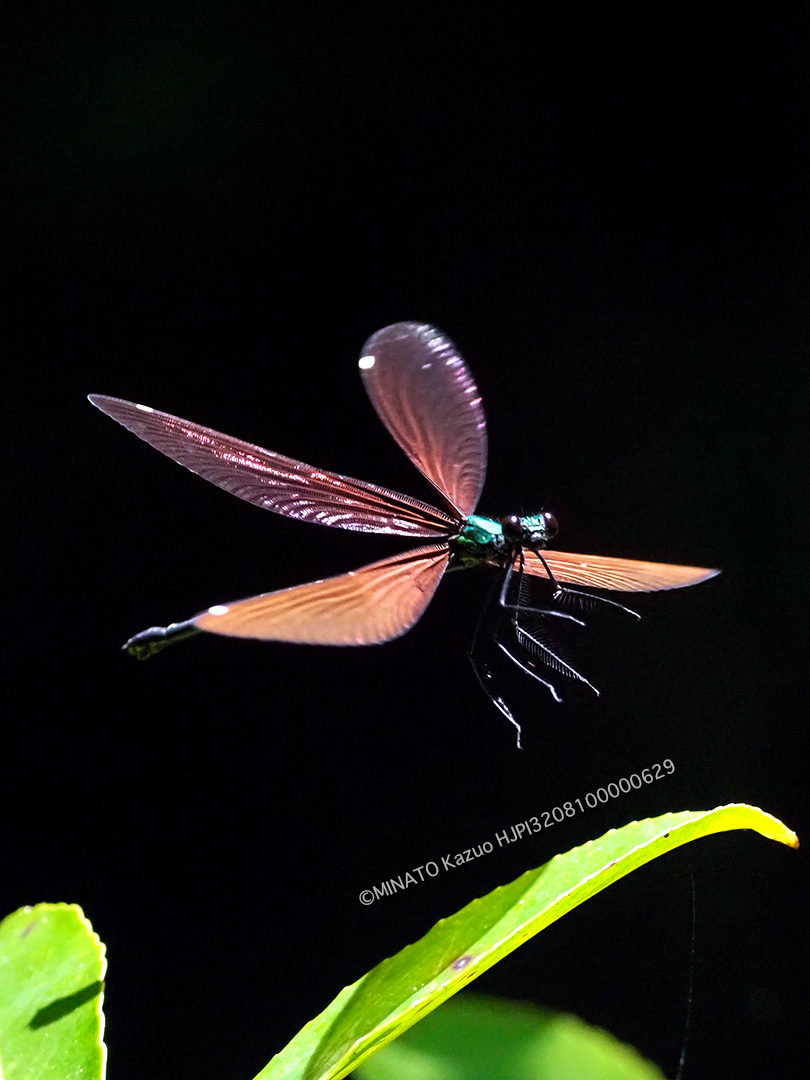 リュウキュウハグロトンボ雌