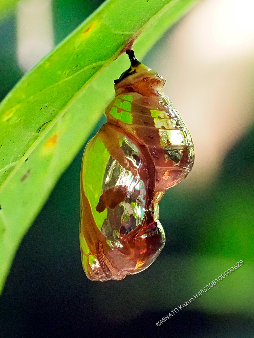 ツマムラサキマダラ蛹