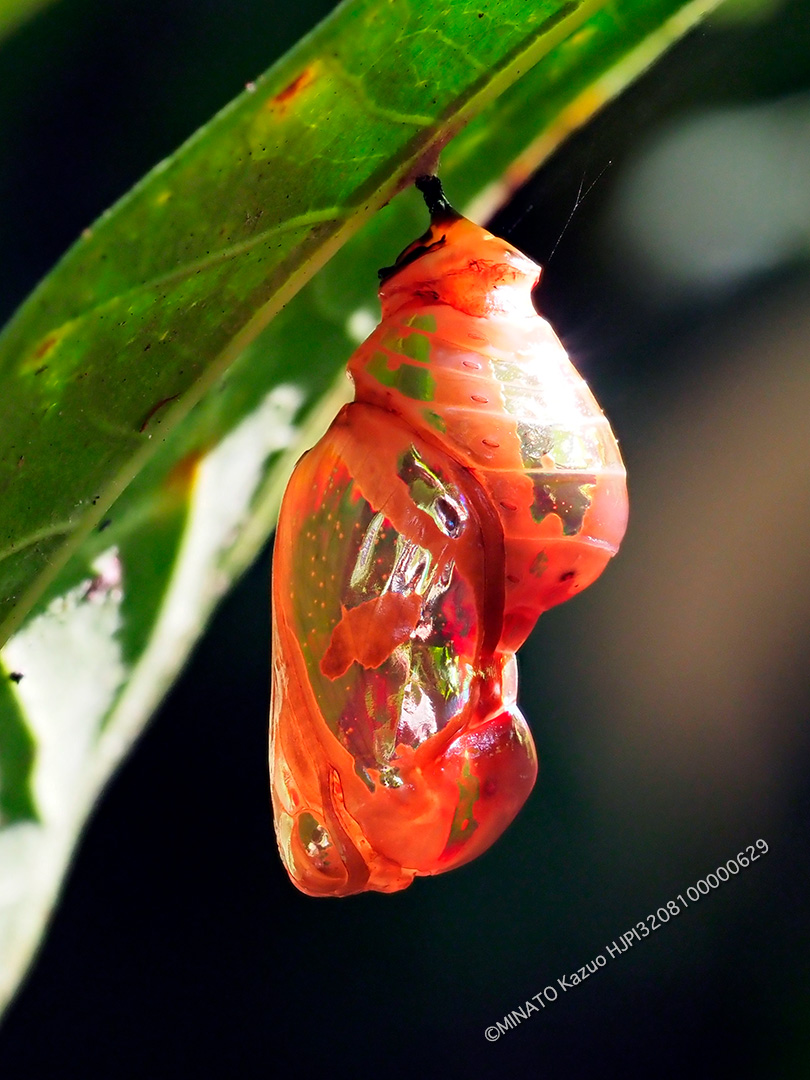 ツマムラサキマダラ蛹