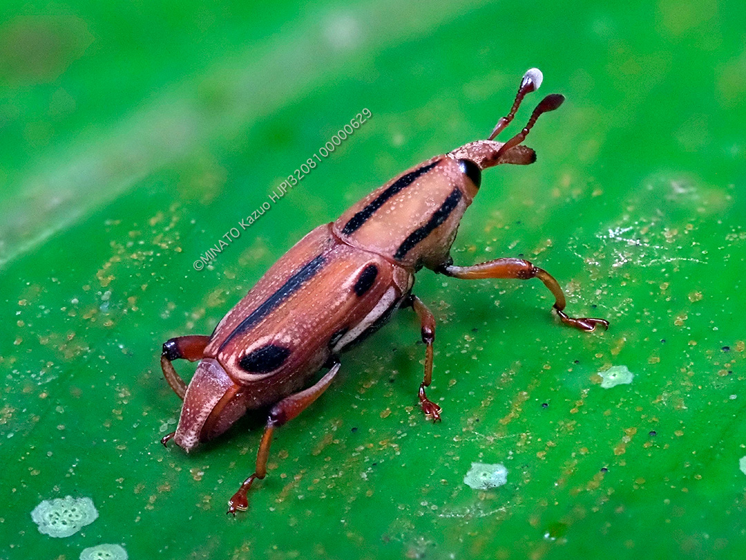 ヨツメオサゾウムシ