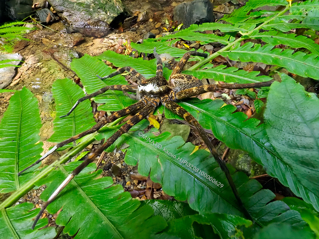 オオハシリグモ