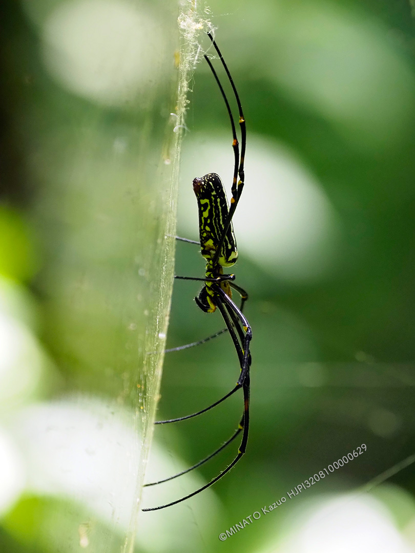 オオジョロウグモ