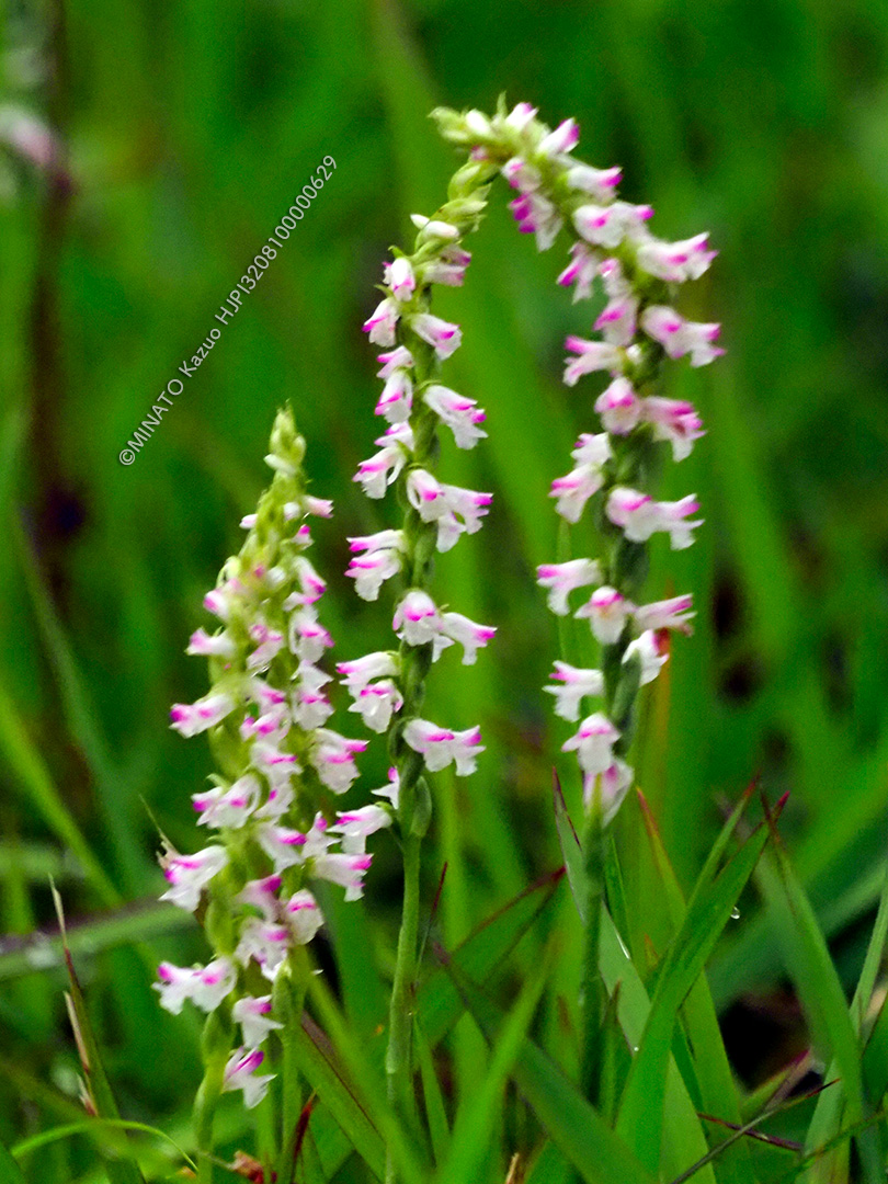 ナンゴクネジバナ