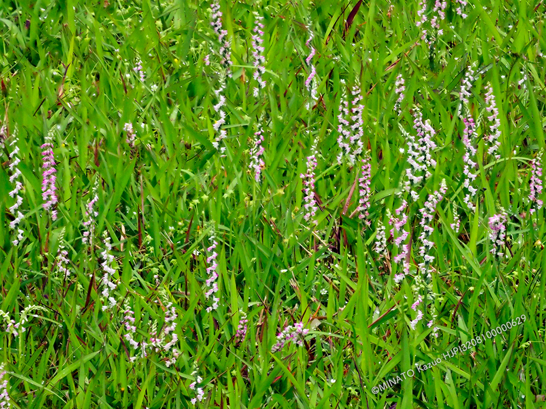 ナンゴクネジバナ