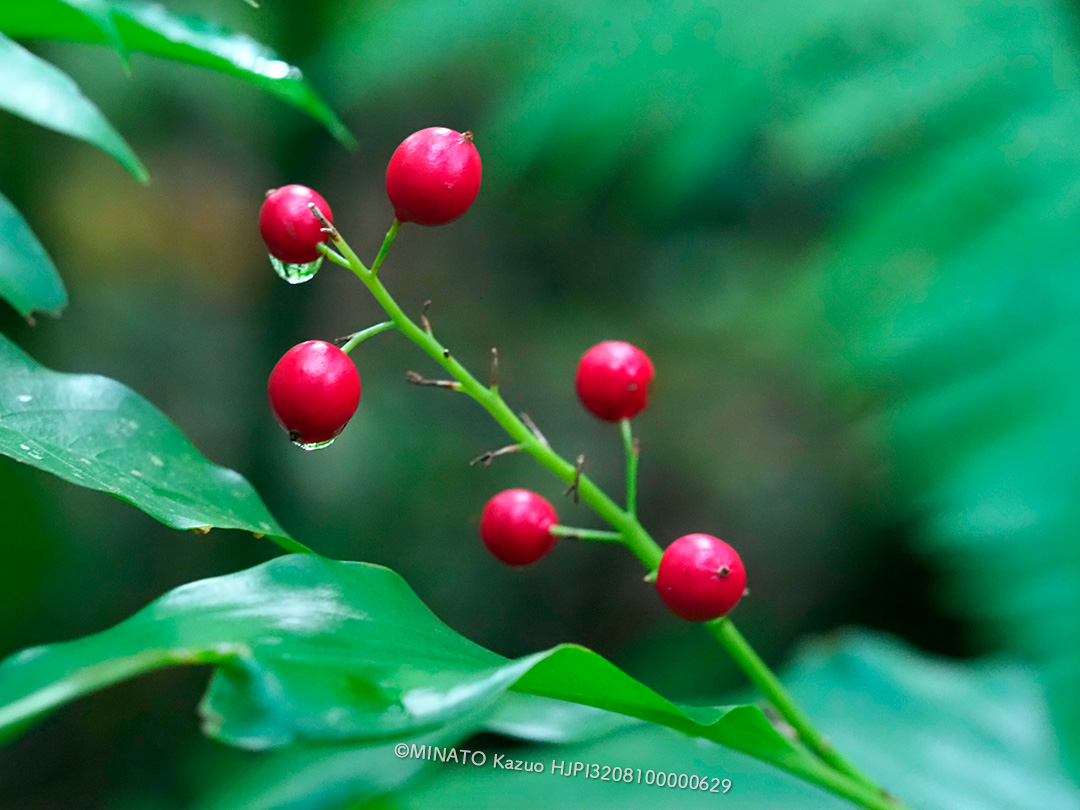 アオノクマタケラン