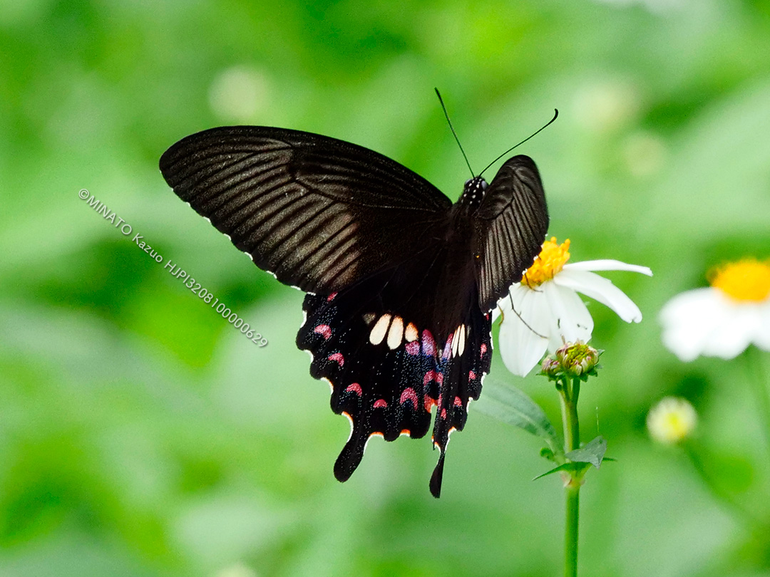 シロオビアゲハII型