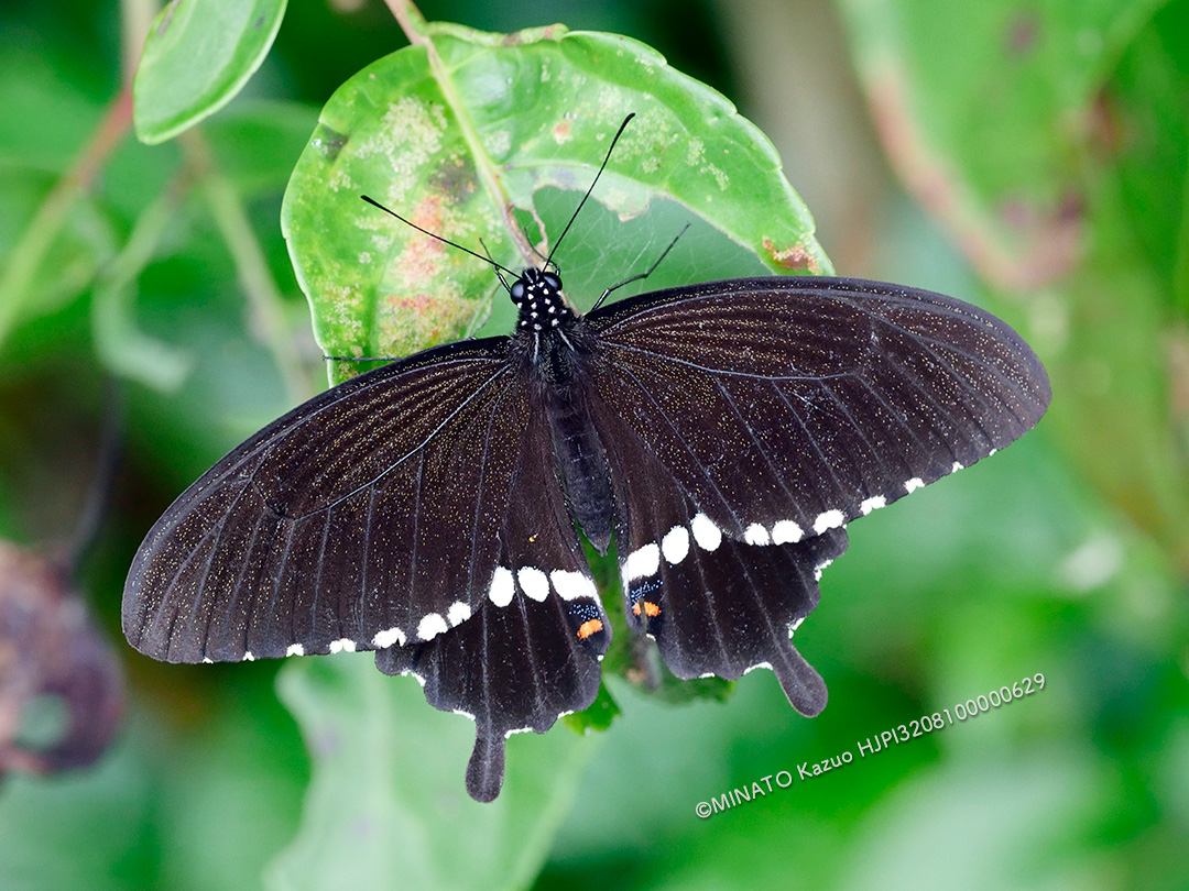 シロオビアゲハI型