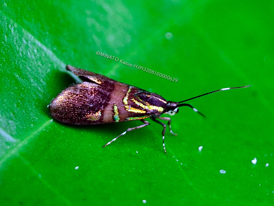 イヌビワオオハマキモドキ