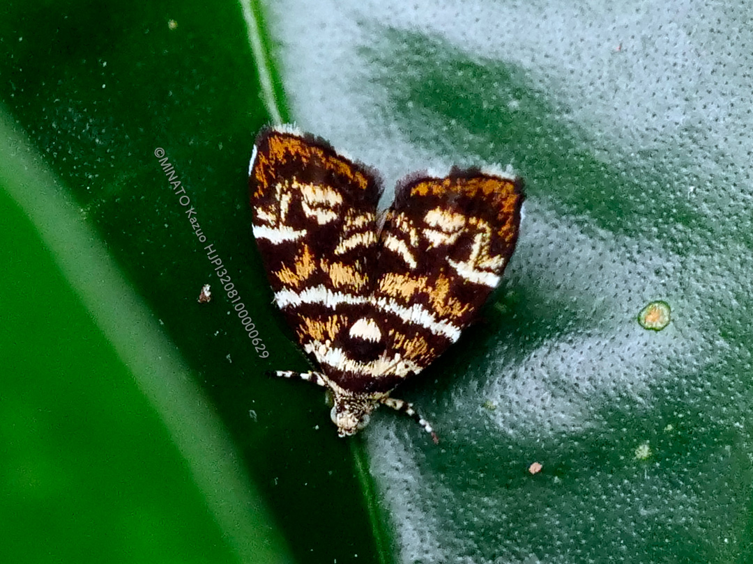 イヌビワハマキモドキ