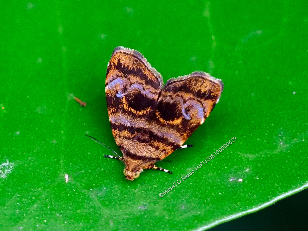 アコウハマキモドキ