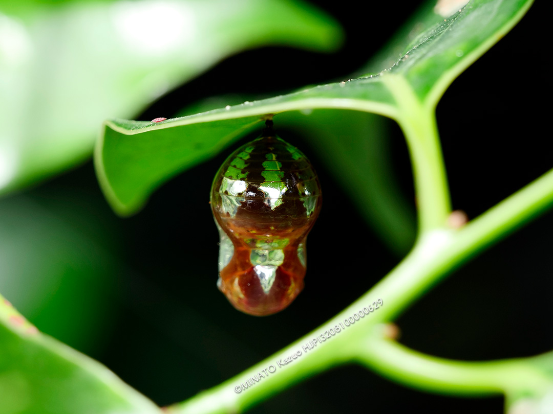 ツマムラサキマダラ蛹