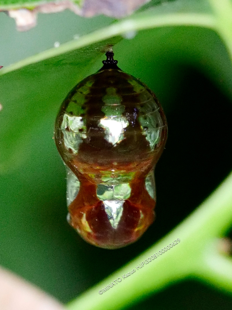 ツマムラサキマダラ蛹