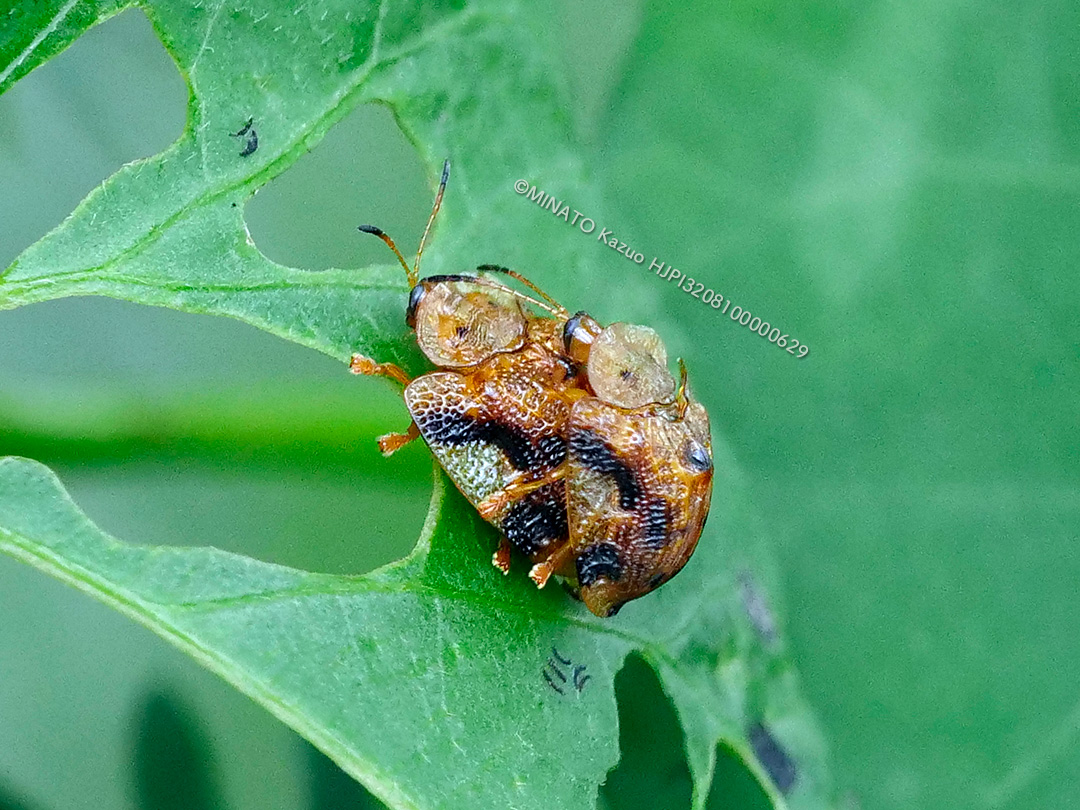 ヨツモンカメノコハムシ