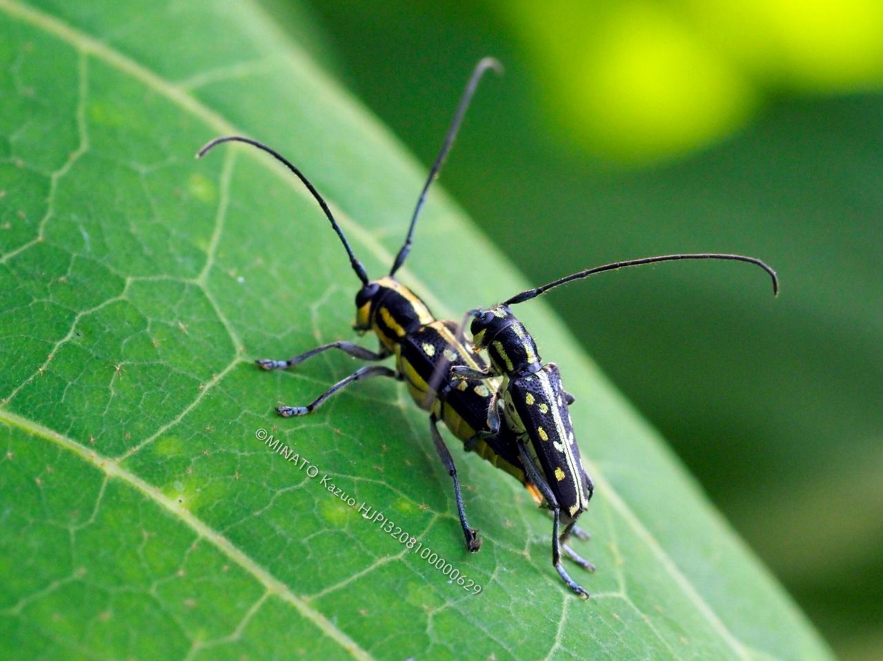 オキナワルリボシカミキリ