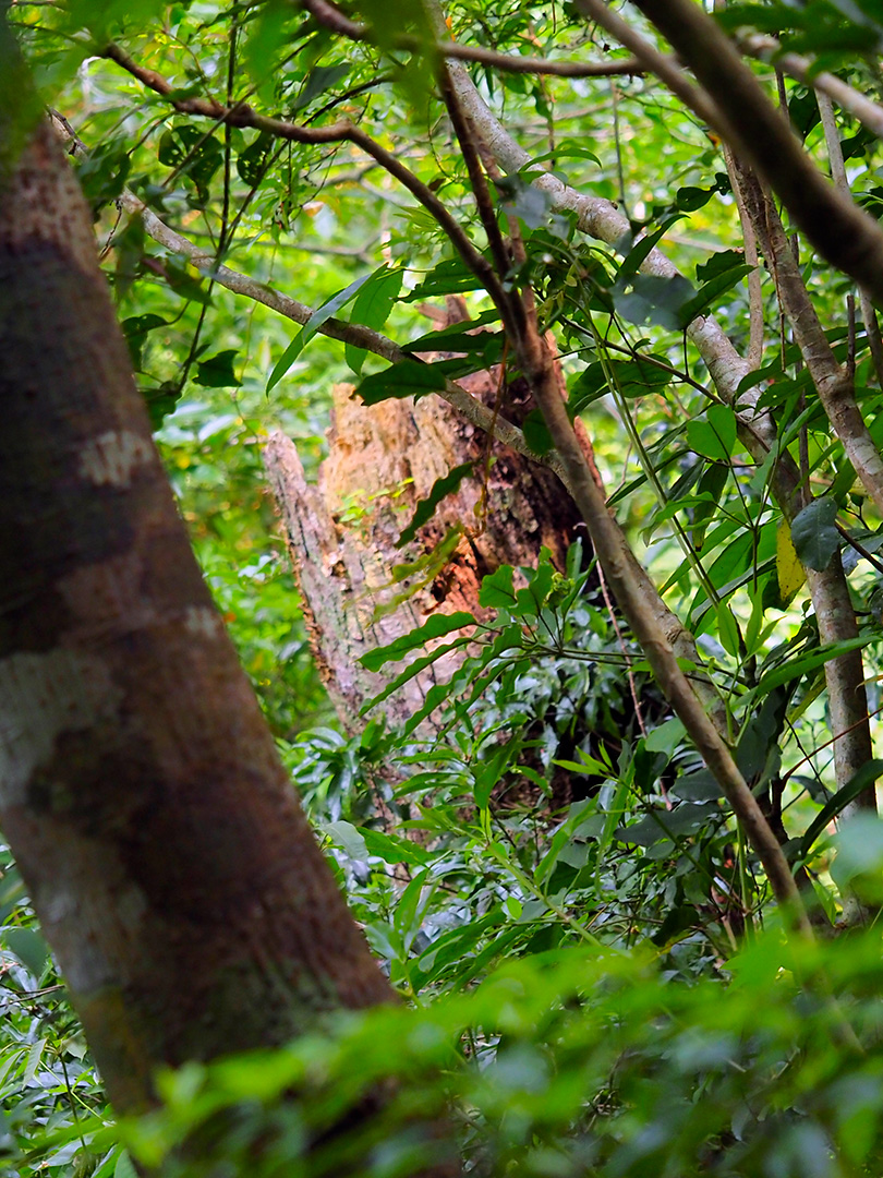 ノグチゲラ営巣木