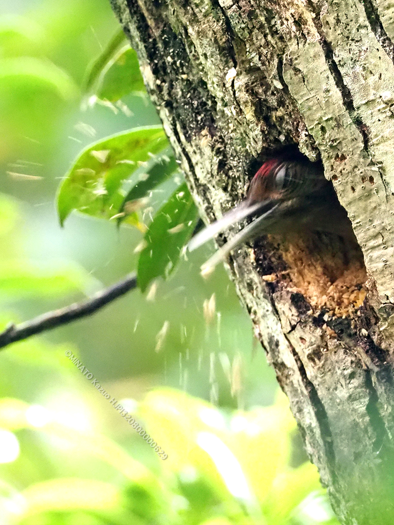 ノグチゲラ巣づくり（2019年撮影）