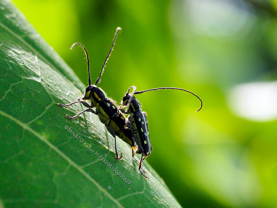 オキナワルリボシカミキリ