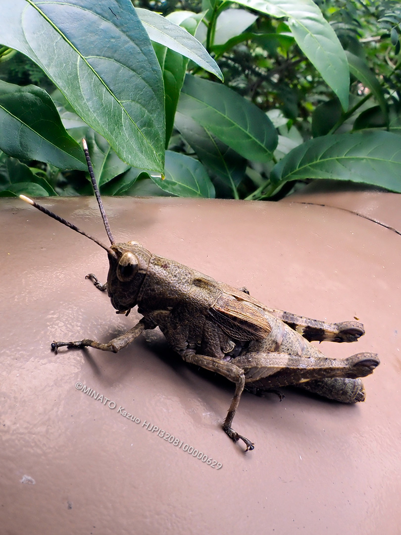 オキナワモリバッタ