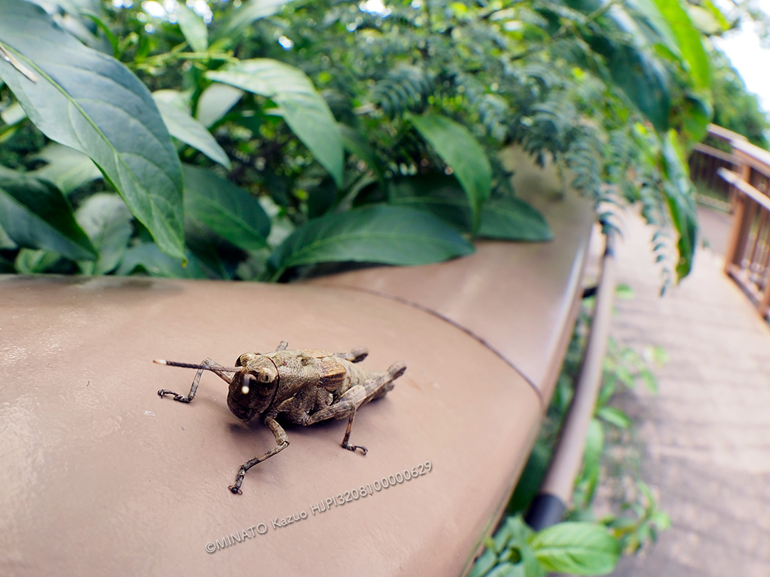 オキナワモリバッタ