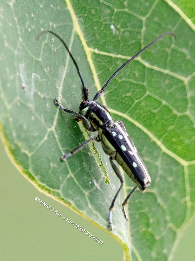オキナワルリボシカミキリ