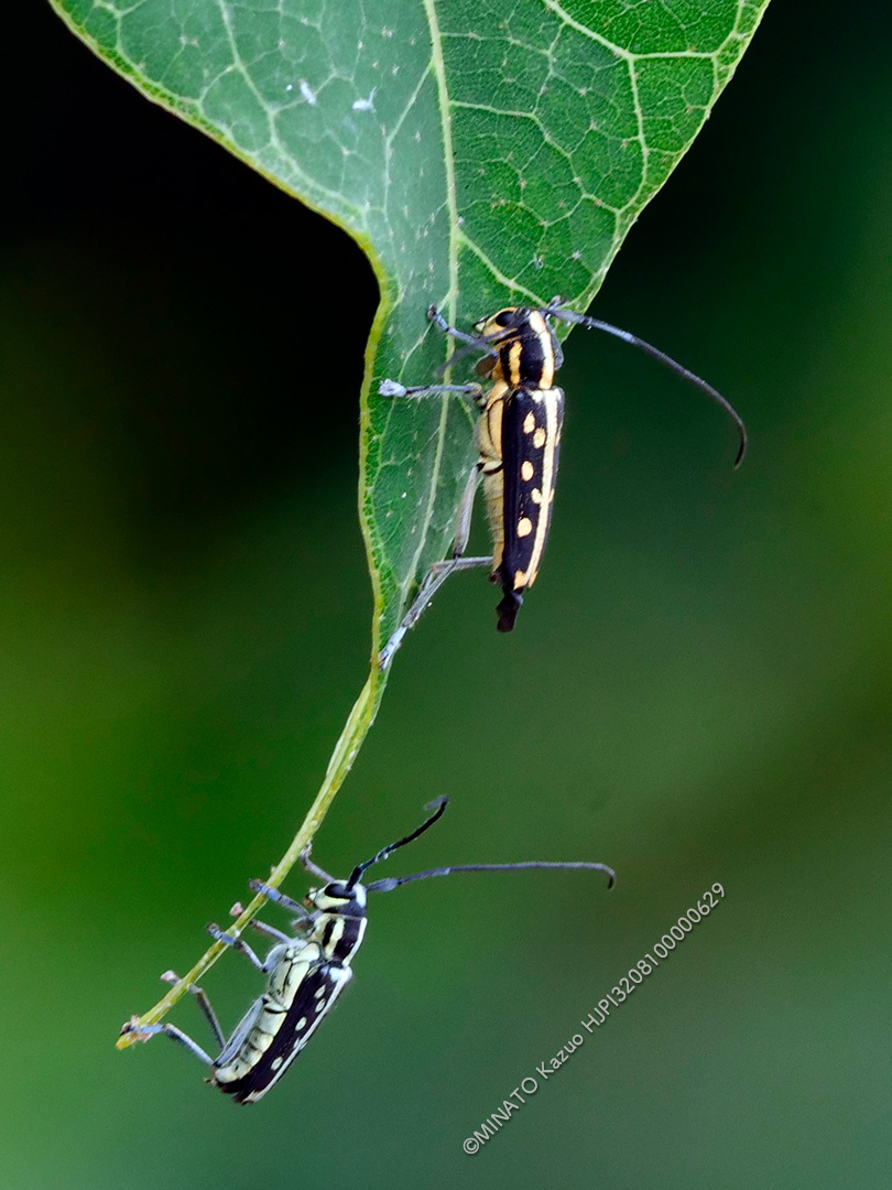 オキナワルリボシカミキリ