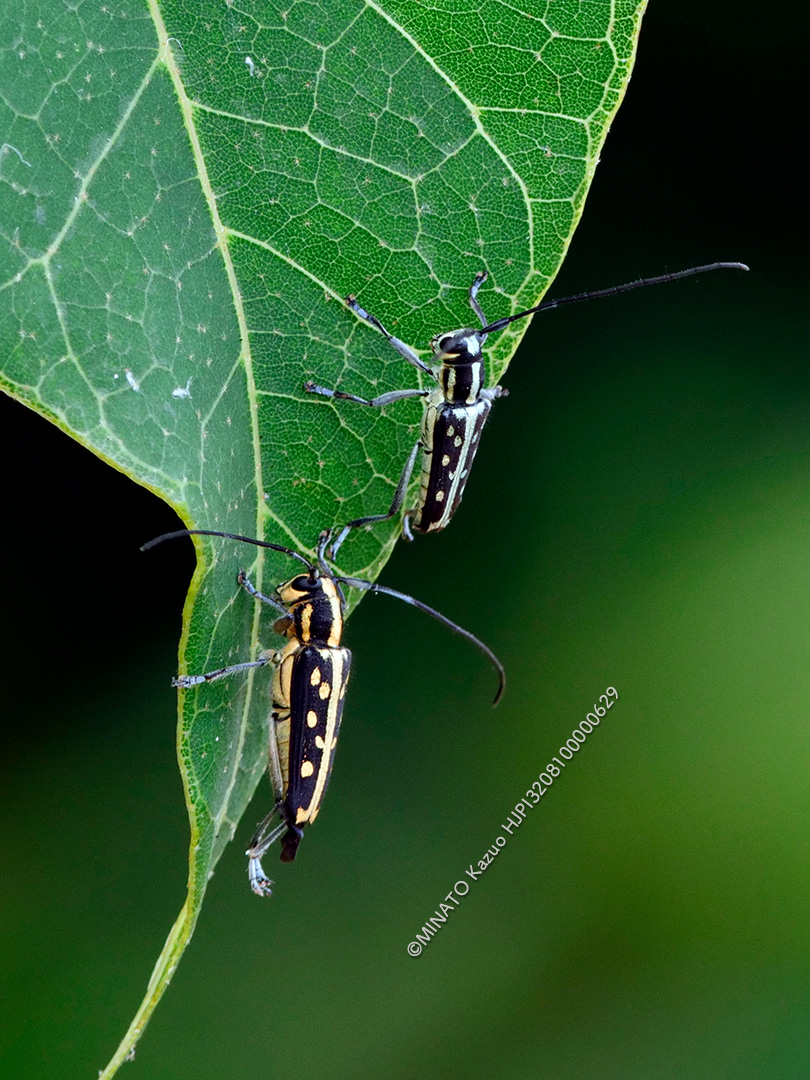 オキナワルリボシカミキリ