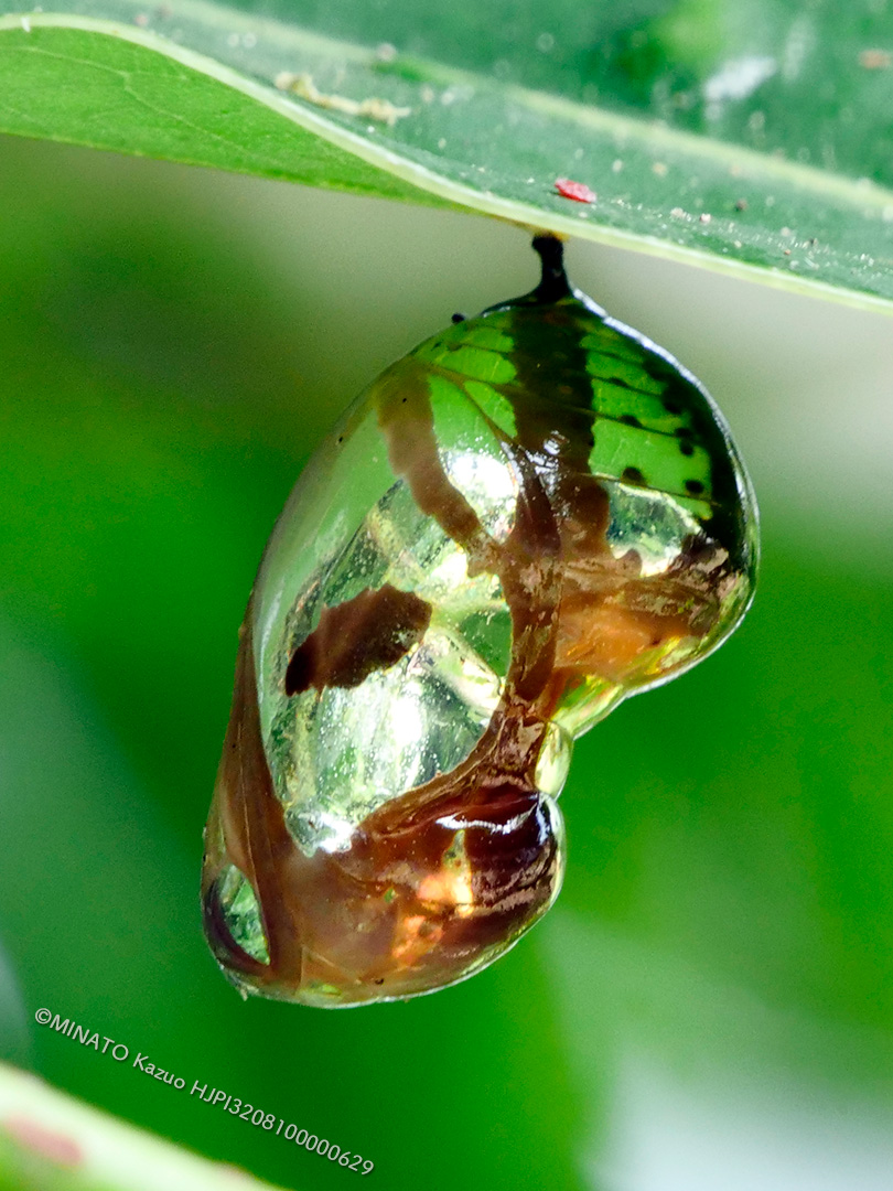 ツマムラサキマダラ蛹