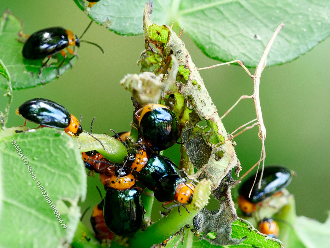 オキナワイチモンジハムシ