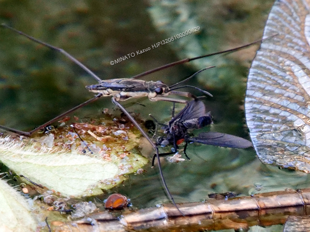 アマミアメンボ