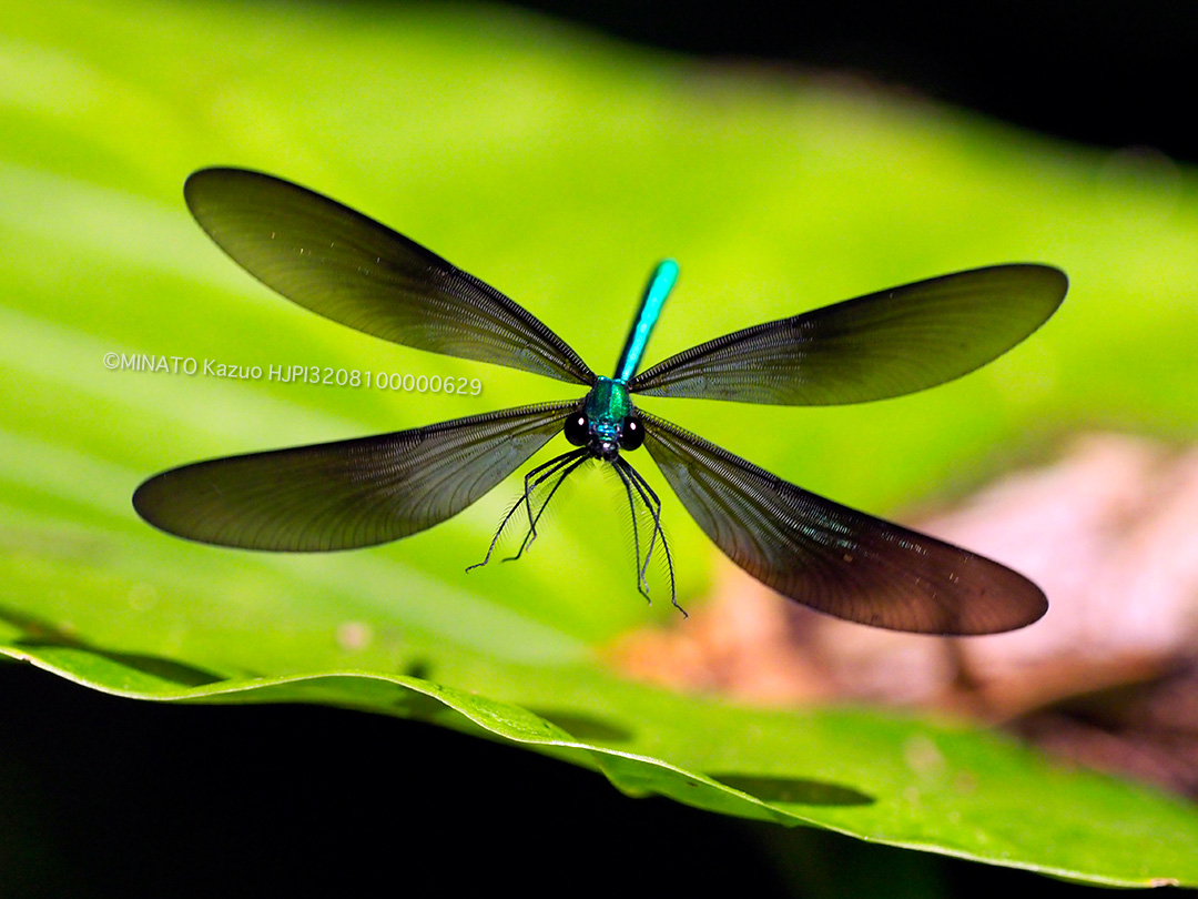 リュウキュウハグロトンボ雄