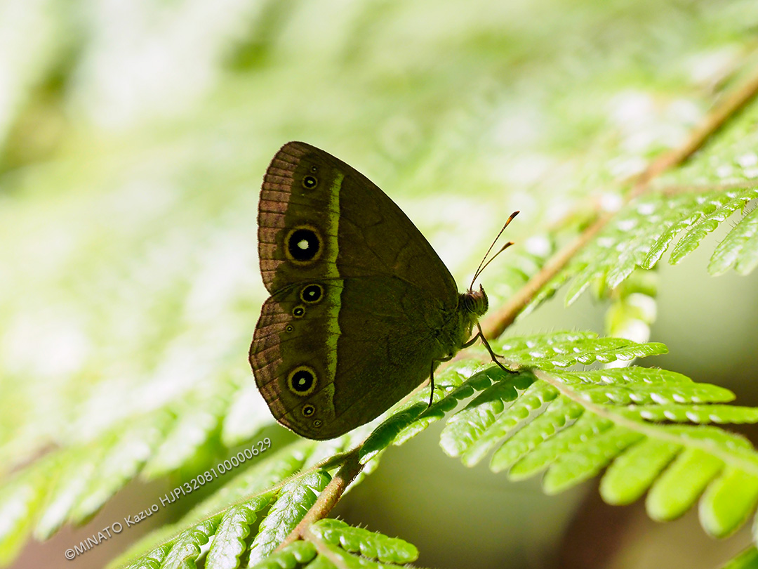 リュウキュウヒメジャノメ