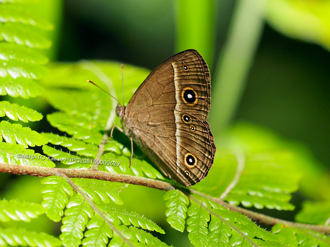 リュウキュウヒメジャノメ
