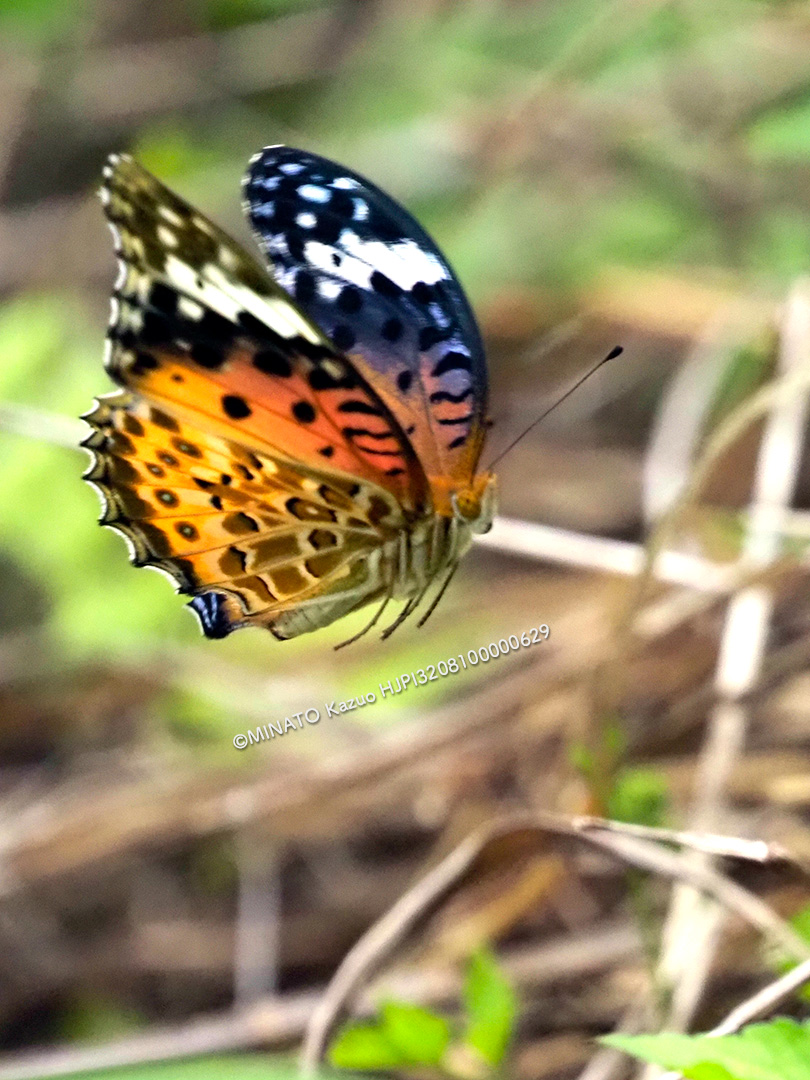 ツマグロヒョウモン雌
