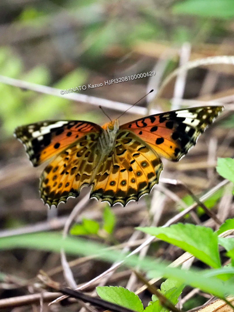 ツマグロヒョウモン雌