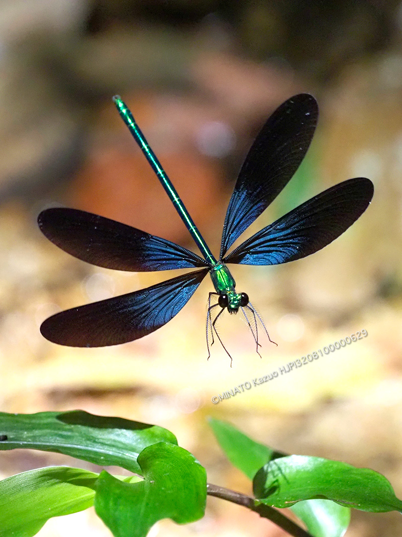 リュウキュウハグロトンボ雄