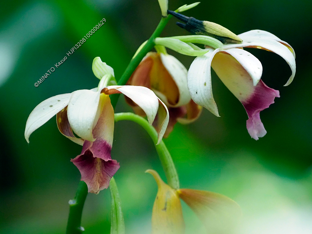 カクチョウラン