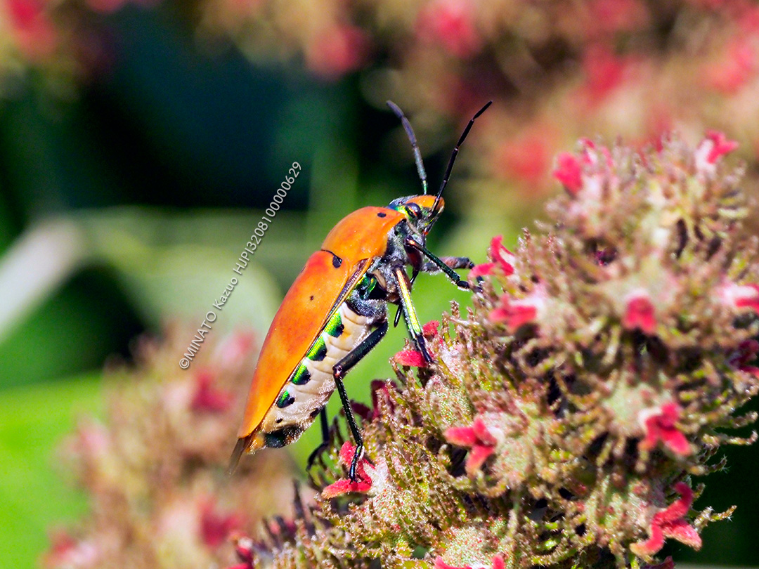 アカギカメムシ