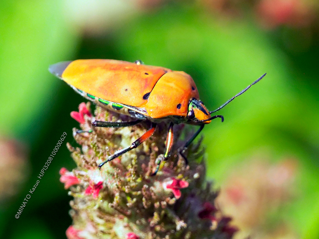 アカギカメムシ