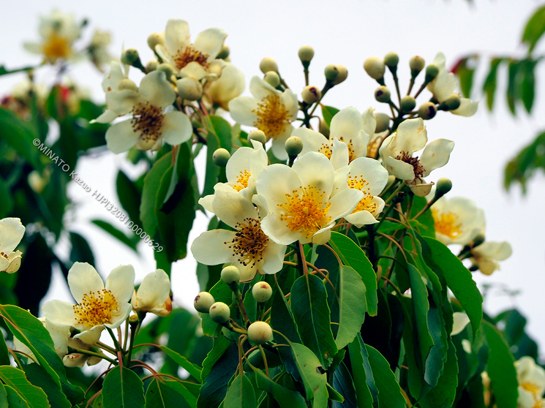 梅雨の花イジュ