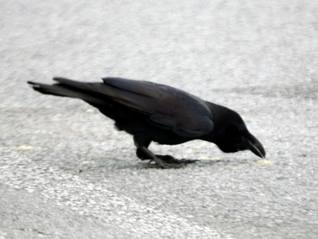 リュウキュウハシブトガラス