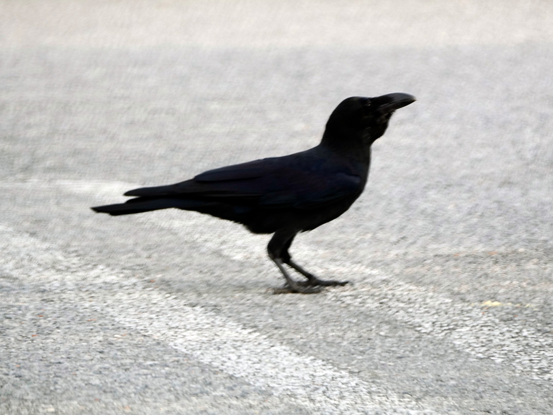 リュウキュウハシブトガラス