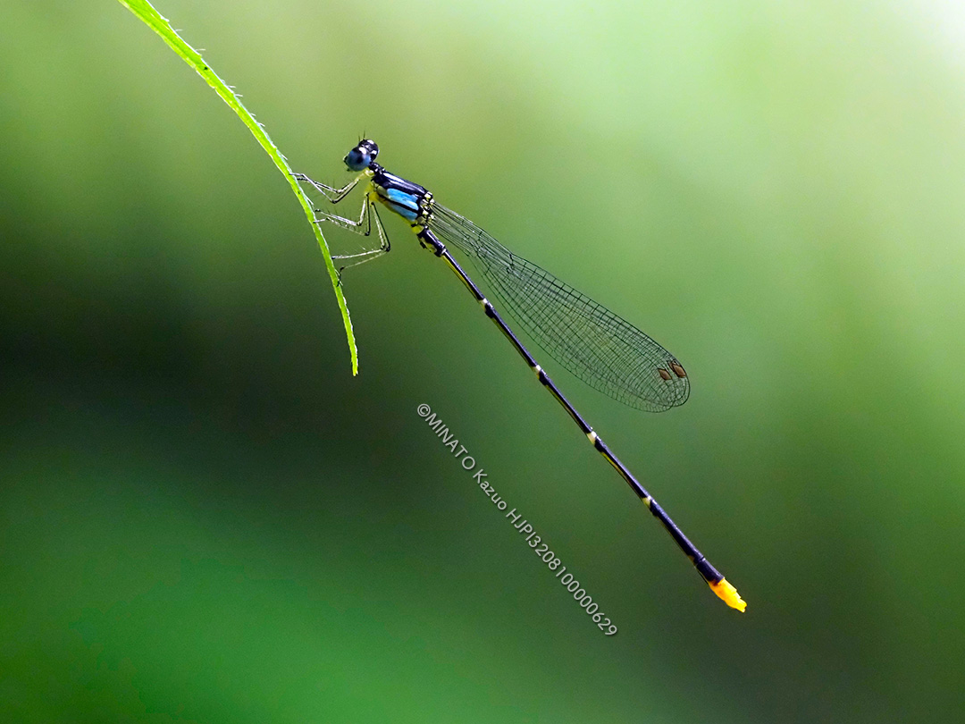リュウキュウルリモントンボ雄