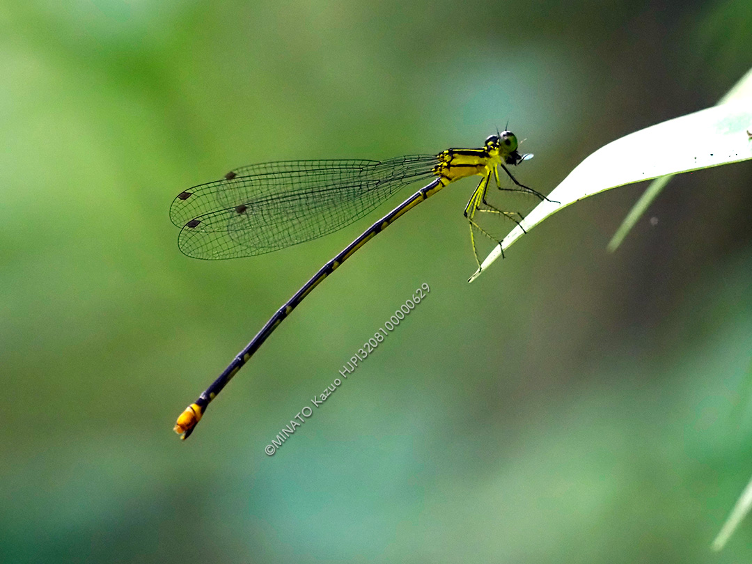 リュウキュウルリモントンボ雌