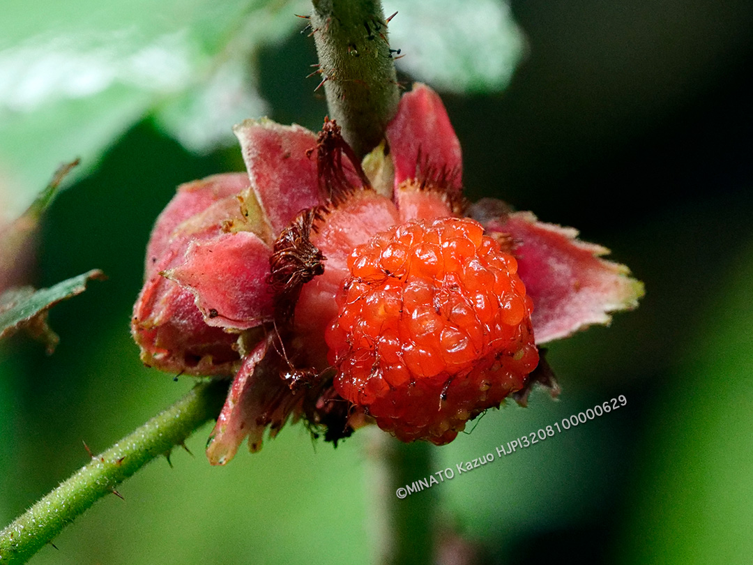 ホウロクイチゴ