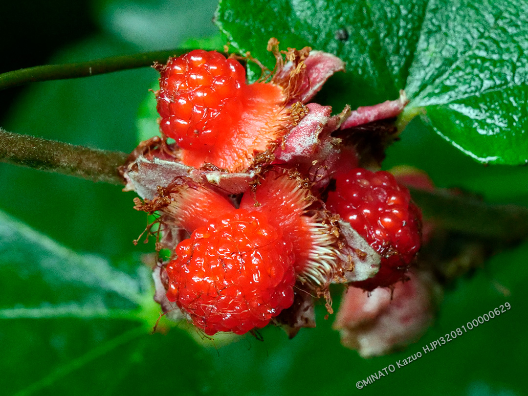 ホウロクイチゴ