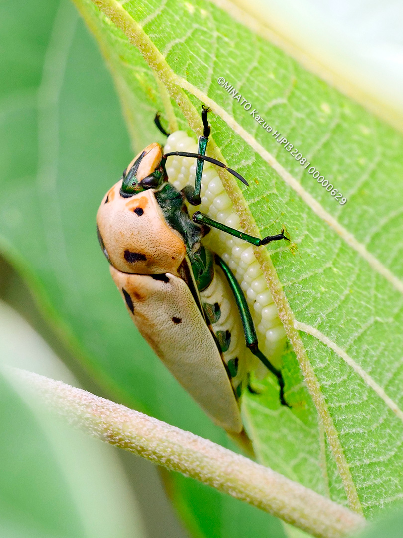 アカギカメムシ