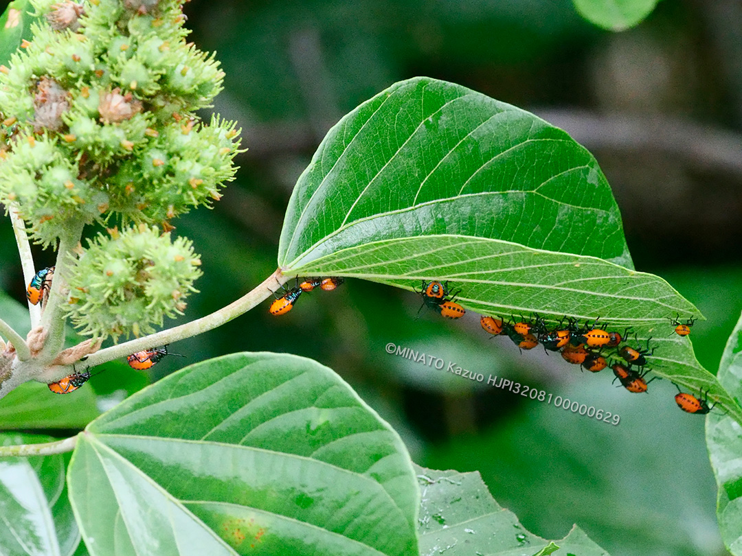 アカギカメムシ