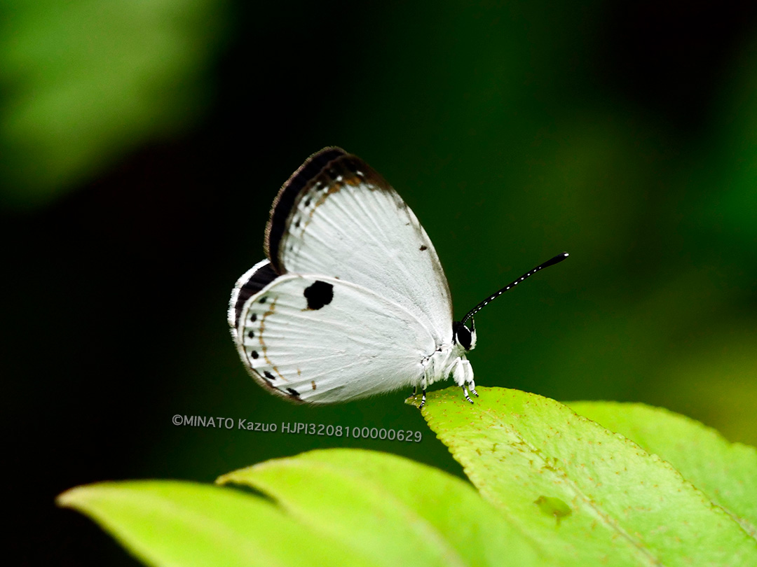 リュウキュウウラボシシジミ