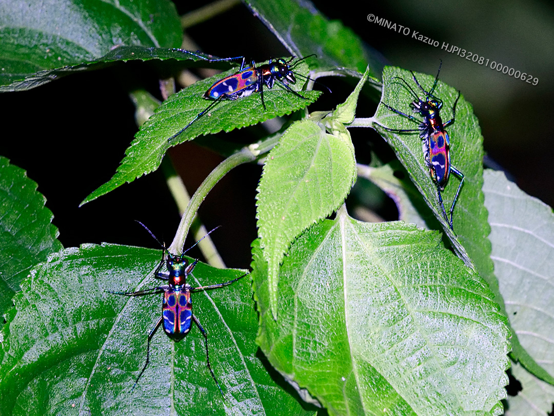 オキナワハンミョウ
